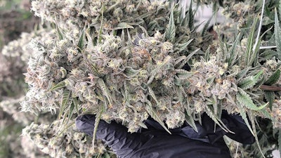Alex Mayhugh of Story Cannabis says plants growing under LEDs tend to have better trichome development, more vibrant colors, tighter flowers with better intranodal spacing and structure. Getting the full expression of cannabis under LEDs required experimentation.