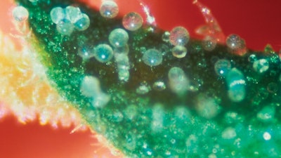 Tip of Sinsemilla Flower Photomicrograph. 1977