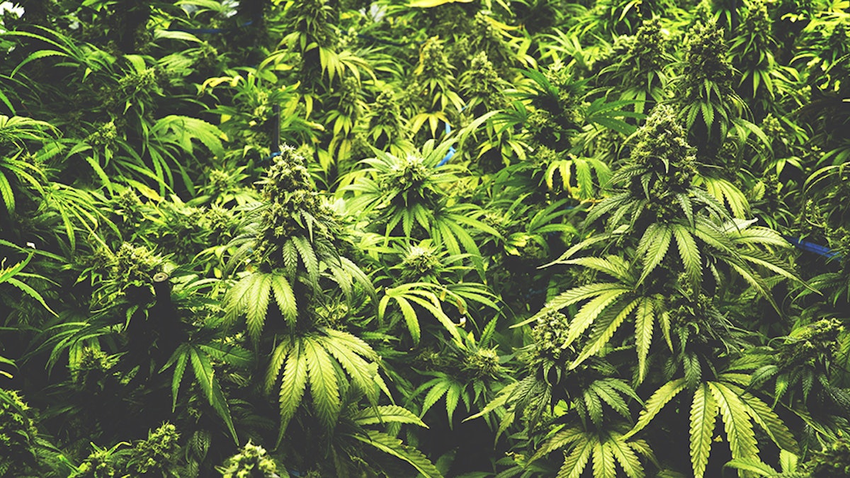 New Hampshire Cannabis Association Surveys Farmers About Cultivation