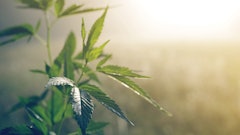 Cannra Adobestock 168182781