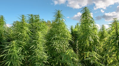 Nyhemp Adobestock 118566000
