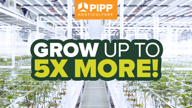 Pipp 640x360 Videoad