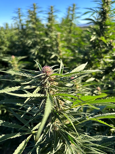 Typhoon Farma1 Resized