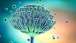 Aspergillus Curaleafariz