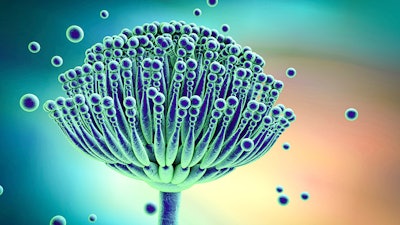 Aspergillus Curaleafariz