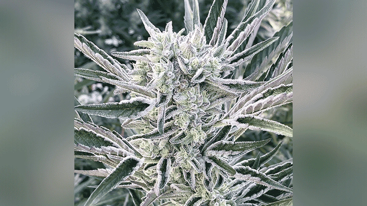 Cannabis Breeder's Insights: Apple Tartz | Cannabis Business Times