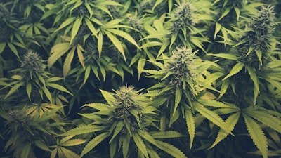 Cannabis Buds Adobe Stock Credit Hanohiki Resized2
