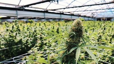 Cannabis Greenhouse Rii