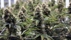 Cannabisflower