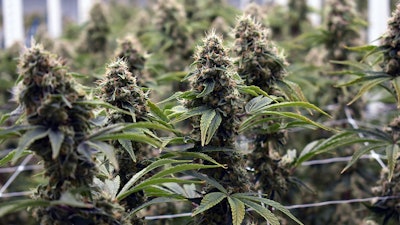 Cannabisflower