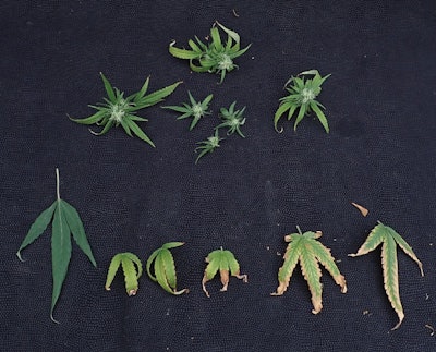 Figure 3 Composite Bud And Flower Shot Fmt