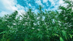 Hemp Plants Adobe Stock Bits And Splits Resized2
