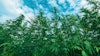 Hemp Plants Adobe Stock Bits And Splits Resized2
