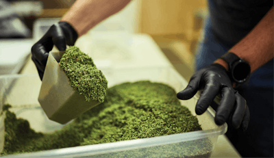 Rebel Spirits Cannabis Feature Fw 032 Fmt