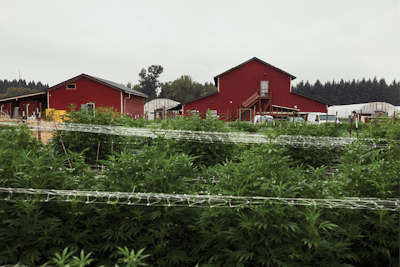 Rebel Spirits Cannabis Feature Fw 075 Fmt