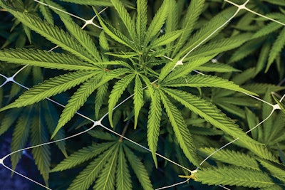 Rebel Spirits Cannabis Feature Fw 078 Fmt