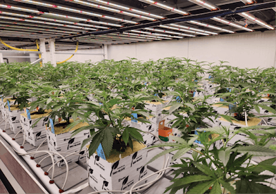 Root Bloom Soi Feature 1 Fmt