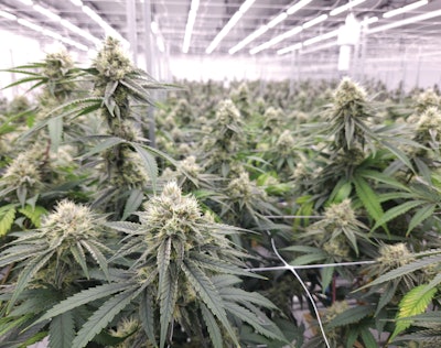 Root Bloom Soi Feature 2 Fmt