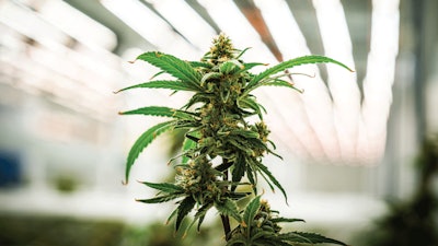 All Jushi Holdings Inc. cultivation facilities are equipped with LEDs.