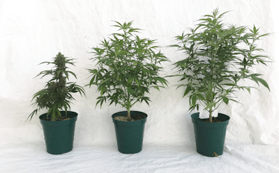 2 Ba Ox Photo Period3856 Figure 1 Fmt