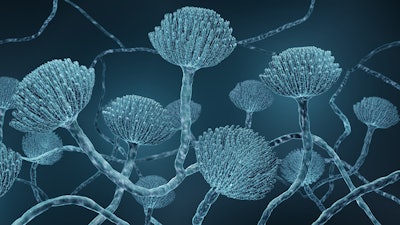 Arizrecall Aspergillus