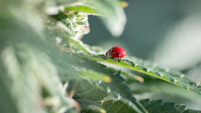 Autumnbrand Ladybug