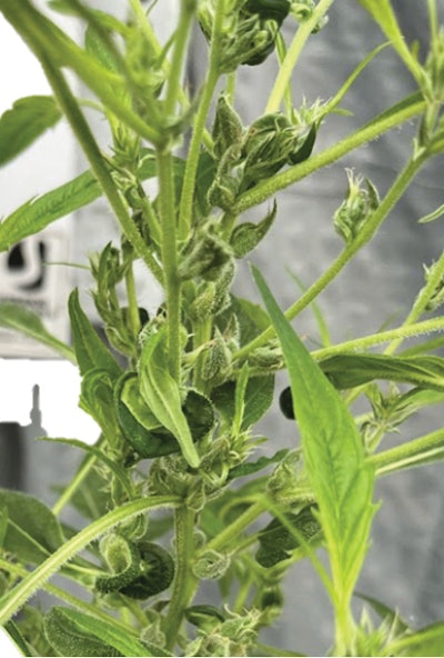 Bud Stalling Figure 3 Fmt