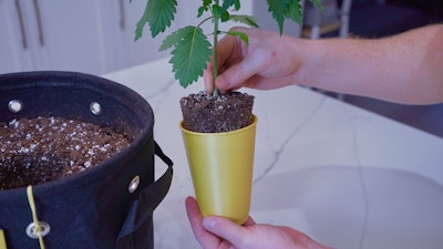 Budcups Transplanting Resized