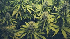 Cannabis Buds Adobe Stock Credit Hanohiki Resized2