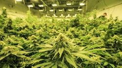 Cannabis Plants Flowering Indoor Credit Alex Resized2