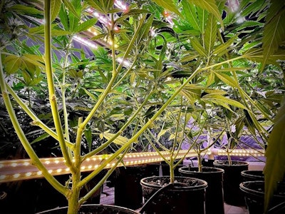 Intercanopy Lighting Cannabis Research Coalition