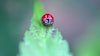 A native ladybug at Autumn Brands' no-spray, pesticide-free cannabis cultivation greenhouse facility in Carpinteria, Calif.