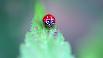 A native ladybug at Autumn Brands' no-spray, pesticide-free cannabis cultivation greenhouse facility in Carpinteria, Calif.