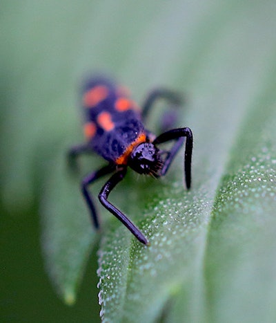 Ladybuglarva3