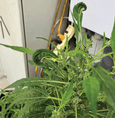 Leaf Curling Top Of Plant Figure 4 Fmt