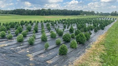 Researchers at Cornell University and North Carolina State University are collaborating on a three-year study aimed at optimizing hemp genetics for domestic farmers.