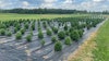 Researchers at Cornell University and North Carolina State University are collaborating on a three-year study aimed at optimizing hemp genetics for domestic farmers.