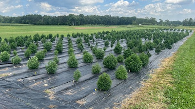 Researchers at Cornell University and North Carolina State University are collaborating on a three-year study aimed at optimizing hemp genetics for domestic farmers.