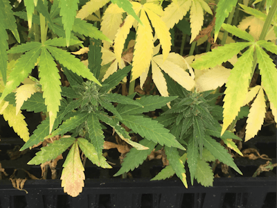 Shaded Cannabis83 Figure 2 Fmt