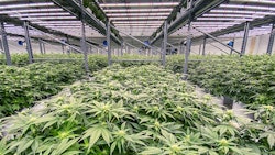 Solar Therapeutics Rii