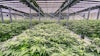 Solar Therapeutics Rii