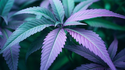 Southdakota Legalizationballots