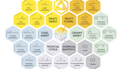 This schematic highlights key volatile compounds that produce specific aromas in cannabis, according to new research.