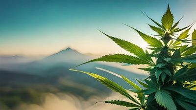 Canna Background