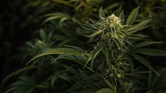 Cannabis Plants Adobe Stock Ryland Zweifel Resized