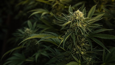 Cannabis Plants Adobe Stock Ryland Zweifel Resized