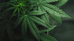 Curaleaf Ny