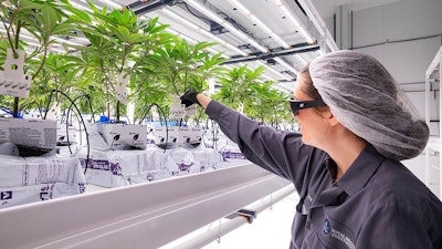 LightSky Farms takes a flavor-first approach to cannabis cultivation.
