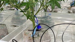 File photo of plant tags at a Colorado cannabis cultivation facility.