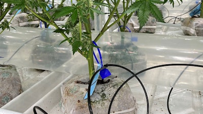 File photo of plant tags at a Colorado cannabis cultivation facility.